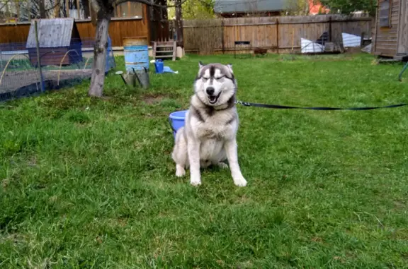 Собаки потеряшки, Раменский муниципальный округ, фото: Потеряшка кобель Хаски в СНТ Крокус, Раменский район