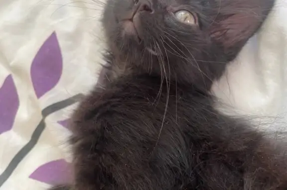 Пропала черная кошка на Севастопольской улице
