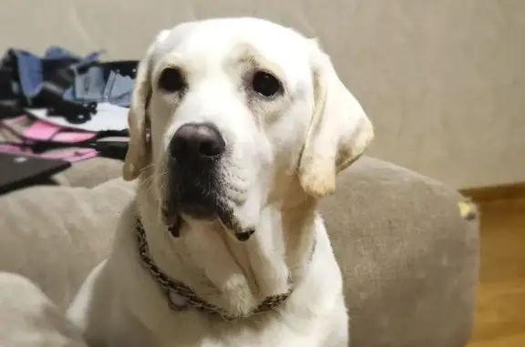 Собаки потеряшки, , фото: Потеряшка собака Тэдди на улице Жукова, Новозбурьевка