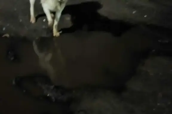 Собака с ошейником на пр. Кулакова, Курск