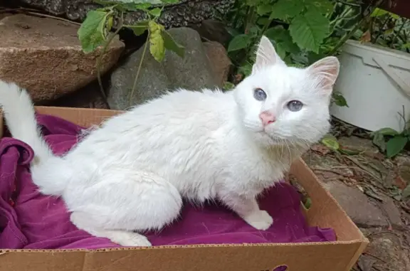 Найден белый кот с голубыми глазами на Подгорной улице, Ярославль