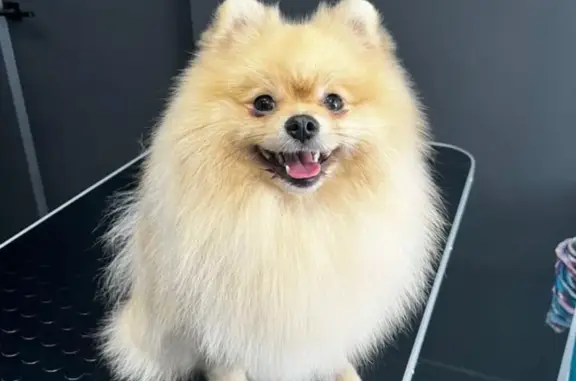 Собаки потеряшки, , фото: Потеряшка шпиц в д. Ольховатка, Рамонский район