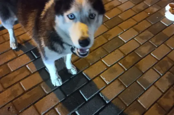 Найдена собака Хаски около магазина Лента, Борисово