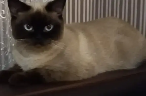 Потерянные животные Тамбов, фото: Пропала кошка Соня, коричнево-бежевого окраса, 3 года, пугливая. Тамбов, Свободная улица.