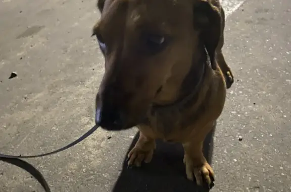 Найдена собака Такса, рыжая, ул. Мира, Кольчугино