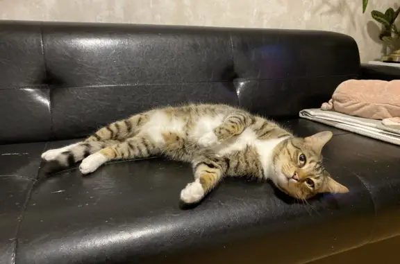 Потерянные животные Санкт-Петербург, фото: Пропал кот, Ржевка, Камышинская ул.