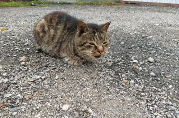 Найдена кошка на Бородинской ул., 17, Хабаровск
