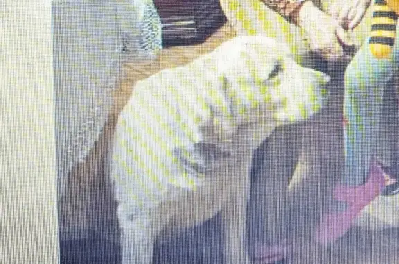 Пропал белый пес с ошейником на Кедровой, 35, Иркутск