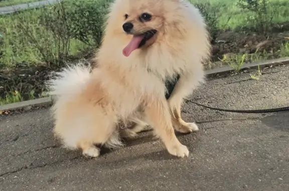 Собаки потеряшки, Москва, фото: Потеряшка собака Масик, ул. Лихоборские Бугры, Москва