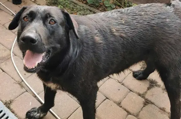 Собака Лабрадор ретривер найдена на улице Астраханская, 133