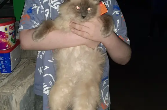 Найдена кошка на Коммунистической, 32, Новочебоксарск