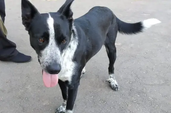 Собака Кобель, ищет дом на Наро-Фоминском шоссе