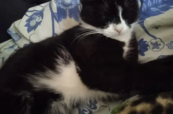 Кошки потеряшки, Санкт-Петербург, фото: Потеряшка кошка Кит на Пушкарской, 37/29, СПб