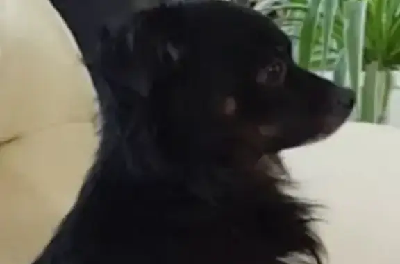 Пропала собака в Таганроге, помогите найти