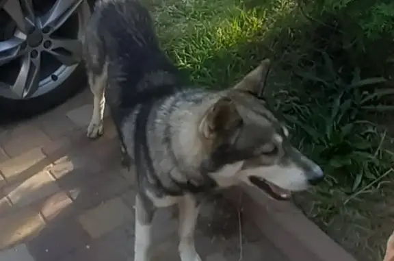 Собака Лайка найдена на Пригородной улице