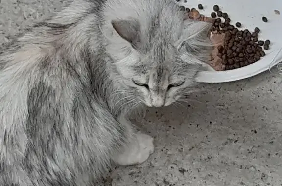 Потерянная породистая кошка возле Победы 26