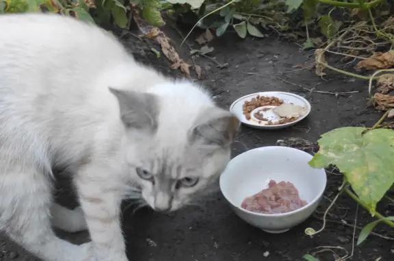 Найдена кошка на Советской ул., Балаково