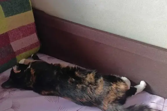 Кошки потеряшки, Санкт-Петербург, фото: Потеряшка кошка на пр-те Просвещения, 28, СПб