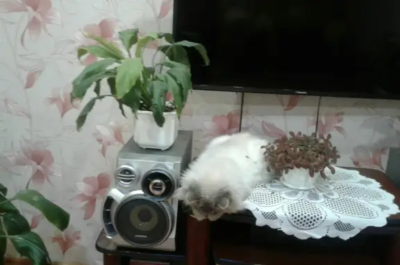 Пропала кошка Мальчик, белый пушистый, Филатовская ул., 27А