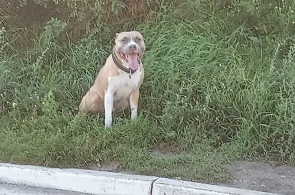 Потерянная собака на Академической улице, 25В, Иркутск