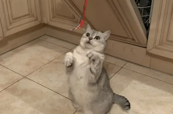 Потерянные животные Санкт-Петербург, фото: Пропала британская кошка на Республиканской улице, СПб