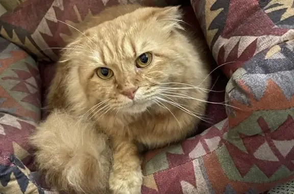 Потерянные животные Москва, фото: Пропал кот! Вислоухий хайленфолд, ул. Кошкина 13к1, Москва