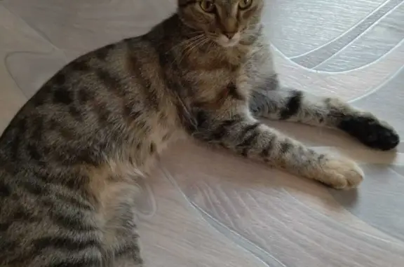 Пропала кошка Метис, Мейн Кун, ул. Зои Космодемьянской, 14
