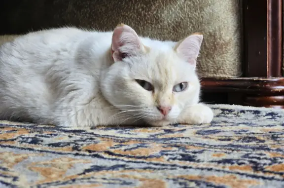 Пропала кошка на улице Сирина, 59, Ханты-Мансийск