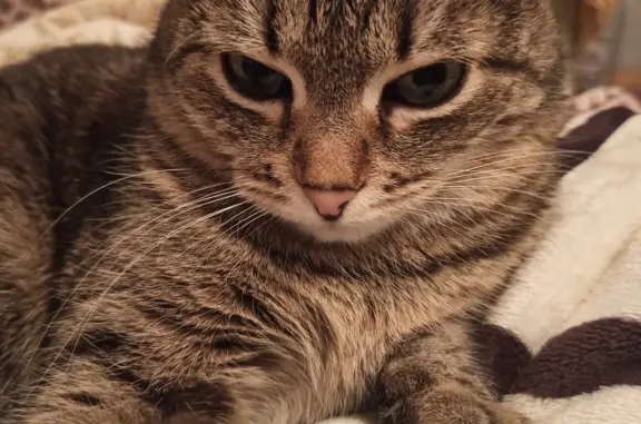 Кошки потеряшки, Екатеринбург, фото: Потеряшка кошка, Тбилисский бульвар 13 к2, Екатеринбург