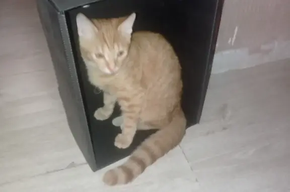 Кошки потеряшки, Екатеринбург, фото: Потеряшка кошка на ул. Академика Шварца, 6к1, Екатеринбург