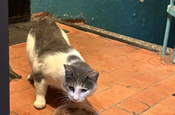 Найден кот на ул. Симферопольской, г. Артём