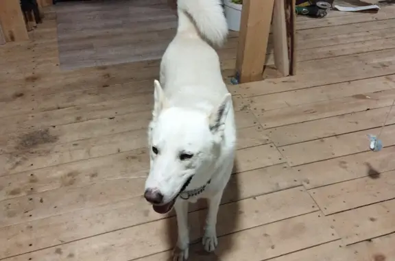 Собака Лайка ищет хозяина в Мардарьево