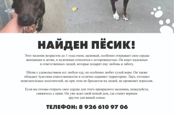 Собака Черный найдена на Кривоколенной улице