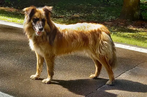 Собаки потеряшки, Москва, фото: Потеряшка собака Метис, рыжий, ул. 8 Марта, Москва