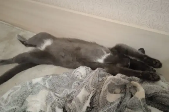 Кошки потеряшки, Новосибирск, фото: Потеряшка серо-белая кошка, ул. Объединения, 23, Новосибирск