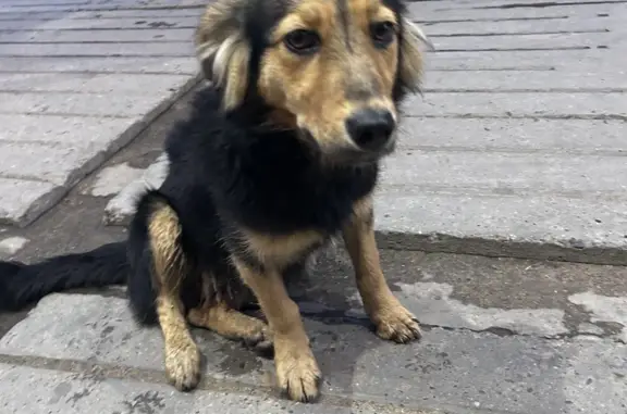 Потерянная собака в районе Малой, Чита. 89143584196