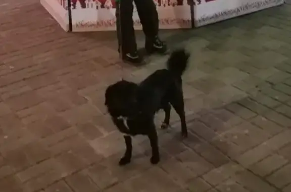 Пропала собака: черный пёс, Надеждинское сельское поселение, Приморский край
