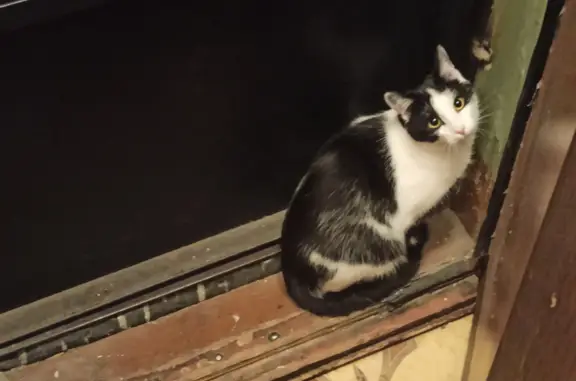 Потерянные животные Санкт-Петербург, фото: Пропала кошка Перчик, р-н Пискарёвка, СПб