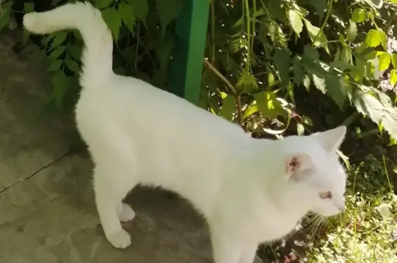 Пропала белая кошка, Цимлянская ул., 4, Урюпинск