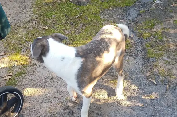 Собака найдена на Дороге Жизни, Рахьинское городское поселение