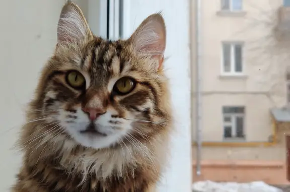 Кошки потеряшки, Москва, фото: Потеряшка пугливая кошка на ул. Стасовой, Москва