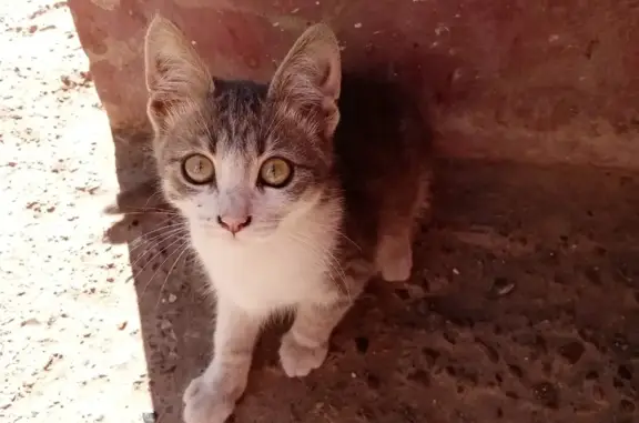 Найдена кошка на 2-ой Азинской, ищет дом