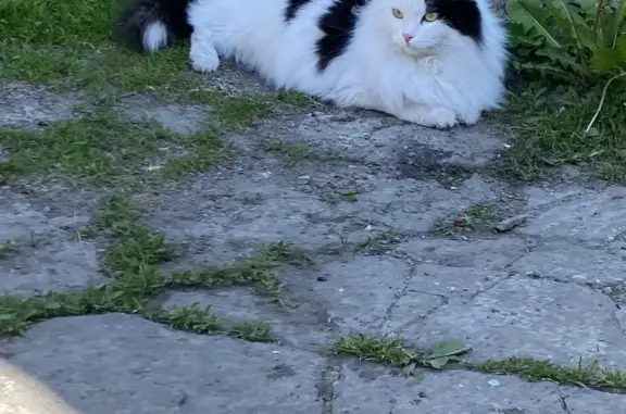 Кошки потеряшки, Новосибирск, фото: Потеряшка кошка: Бердское шоссе, Новосибирск