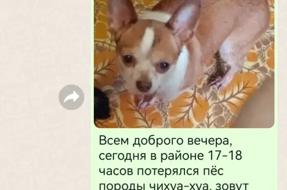 Пропала собака на 2-й Владимирской ул., 37 к1, Москва