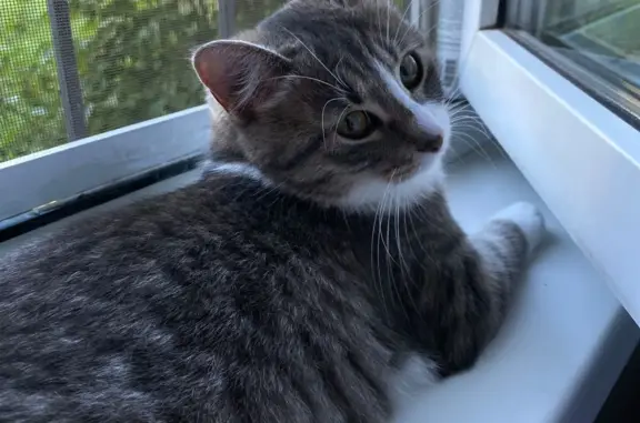 Кошки потеряшки, Санкт-Петербург, фото: Потеряшка кошка Кошечка, ул. Дыбенко, 27 к2, СПб