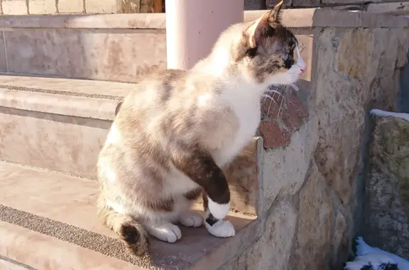 Пропала кошка на Заречной улице