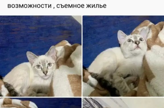 Кошка девочка, белого окраса, Крымский переулок, 13, Ростов