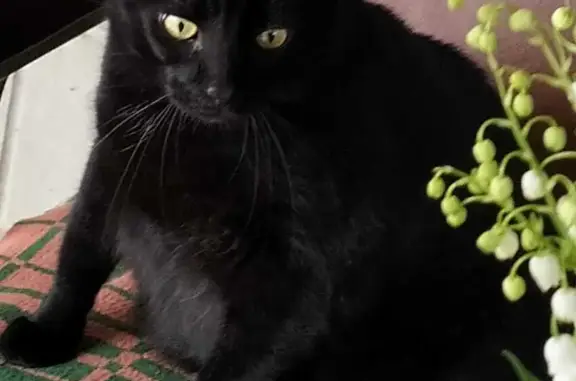Пропал чёрный кот в Холодном Плёсе, Ростовская область