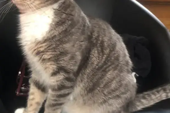 Кошки потеряшки, Москва, фото: Потеряшка кошка Дуся, Михайлово-Ярцевское, Москва