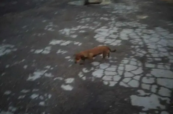 Потеряшка собака на площади Ленина, Тула